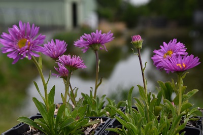 Plante-Vivace-Aster-alpinus-'Happy-End'