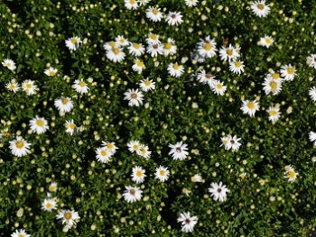 Plante-Vivace-Aster-dumosus-'Snow-Sprite'