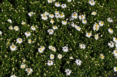 Plante-Vivace-Aster-dumosus-'Snow-Sprite'