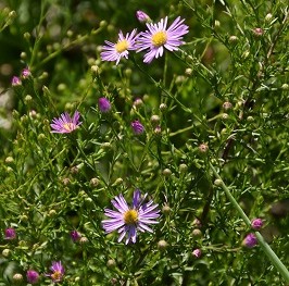 Plante-Vivace-Aster-ericoides-'Pink-Zenith'