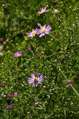 Plante-Vivace-Aster-ericoides-'Pink-Zenith'