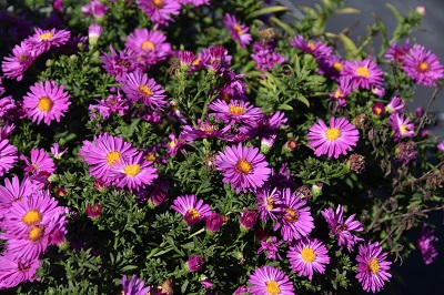 Plante-Vivace-Aster-dumosus-'Jenny'