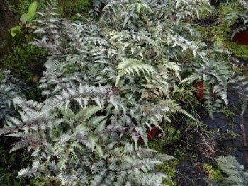 Fougère-Athyrium-niponicum-'Metallicum'