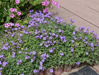 Plante-Vivace-Aubrietia-'Royal-Blue'