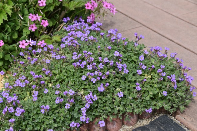 Plante-Vivace-Aubrietia-'Royal-Blue'