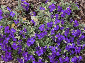 Plante-Vivace-Aubrietia-argenteovariegata