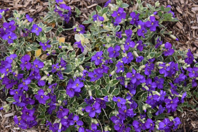 Plante-Vivace-Aubrietia-argenteovariegata