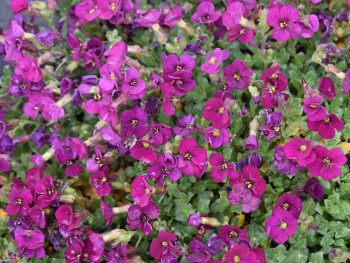 Plante-Vivace-Aubrietia-'Royal-Red'