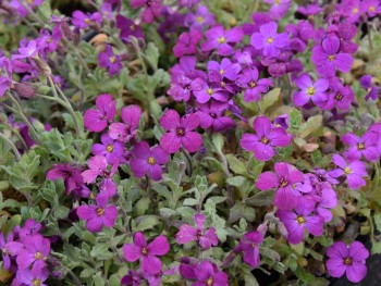 Plante-Vivace-Aubrietia-'Royal-Rose'