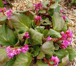 Plante-Vivace-Bergenia-abenglut