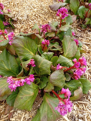 Plante-Vivace-Bergenia-abenglut