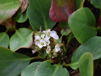 Plante-Vivace-Bergenia-'Bressimgham-White'