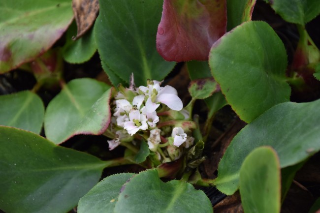Plante-Vivace-Bergenia-'Bressimgham-White'