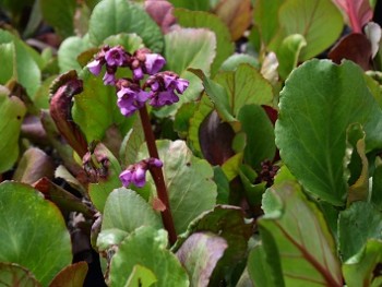 Plante-Vivace-Bergenia-cordifolia-'Rubra'