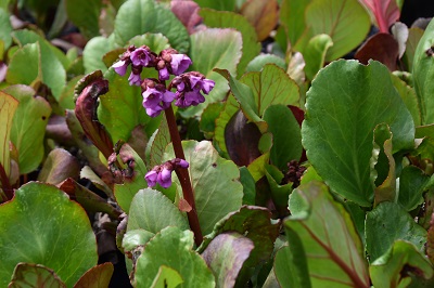 Plante-Vivace-Bergenia-cordifolia-'Rubra'