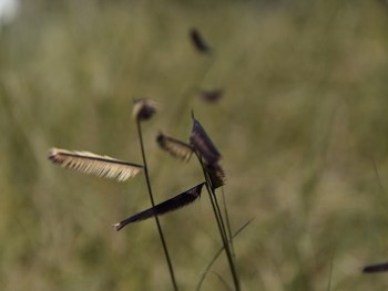 Graminée-Bouteloua-gracilis