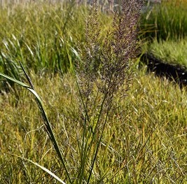 Graminée-Calamagrostis-brachytricha