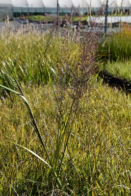 Graminée-Calamagrostis-brachytricha