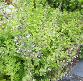 Plante-Vivace-Calamintha-nepeta-'Blue-Cloud'