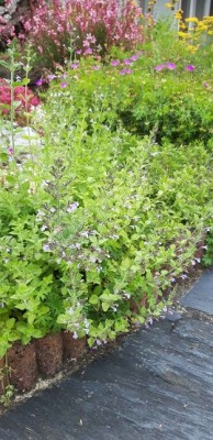 Plante-Vivace-Calamintha-nepeta-'Blue-Cloud'