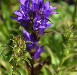 Plante-Vivace-Campanula-glomerata-acaulis