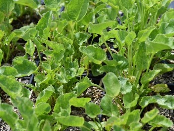 Plante-Vivace-Campanula-pyramidalis