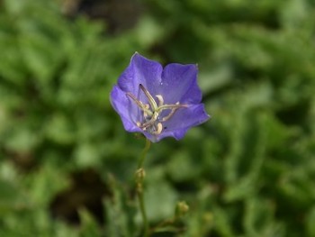 Plante-Vivace-Campanula-carpatica-bleu