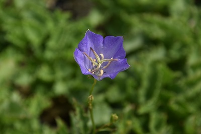 Plante-Vivace-Campanula-carpatica-bleu