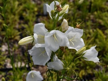 Plante-vivace-Campanula-persicifolia-'Alba'