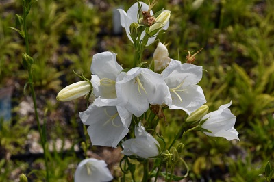 Plante-vivace-Campanula-persicifolia-'Alba'