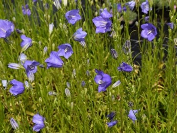 Plante-Vivace-Campanula-persicifolia