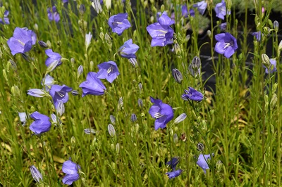 Plante-Vivace-Campanula-persicifolia