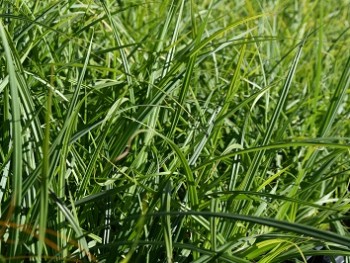 Graminée-Carex-acutiformis