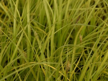 Graminée-Carex-oshimensis-'Everillo'