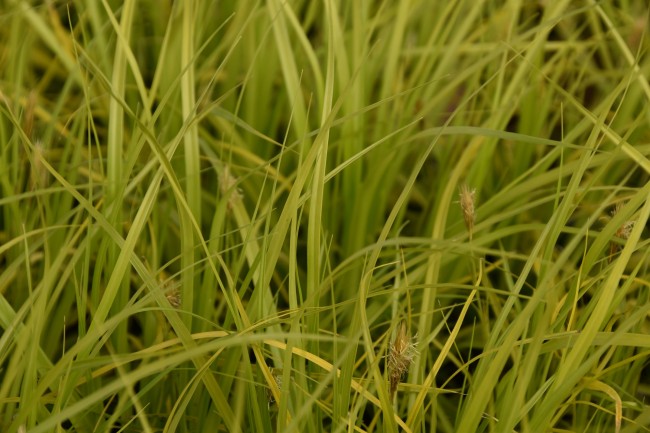 Graminée-Carex-oshimensis-'Everillo'