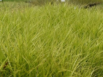 Graminée-Carex-muskingumensis-'Silberstreif'