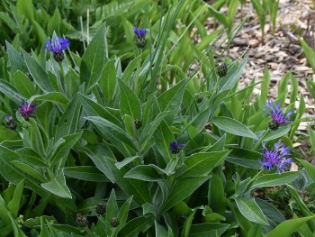 Plante-Vivace-Centaurea-montana