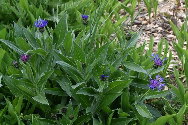 Plante-Vivace-Centaurea-montana