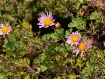 Plante-Vivace-Chrysanthemum-'Clara-Curtis'