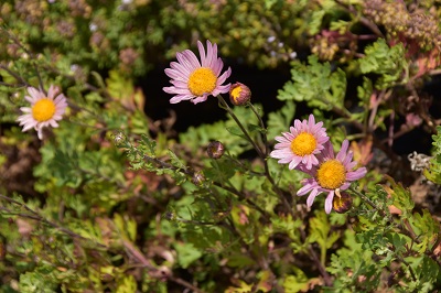 Plante-Vivace-Chrysanthemum-'Clara-Curtis'