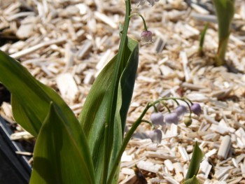 Plante-Vivace-Convalaria-majalis-'Rosea'