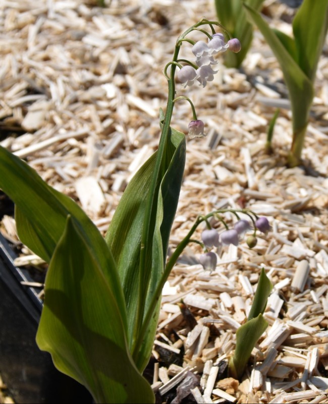 Plante-Vivace-Convalaria-majalis-'Rosea'