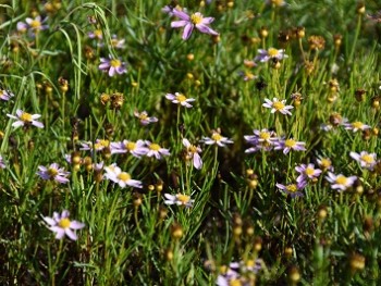 Plante-Vivace-coreopsis-'American-Dream'