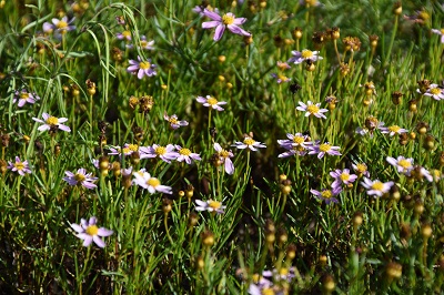 Plante-Vivace-coreopsis-'American-Dream'