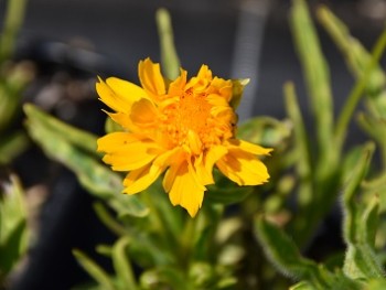 Plante-Vivace-Coreopsis-'Early-Sunrise'