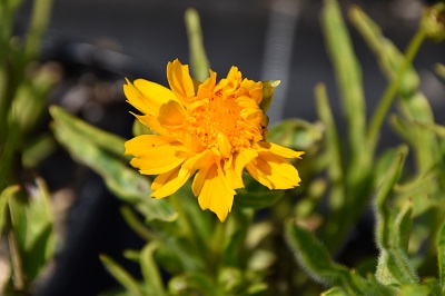 Plante-Vivace-Coreopsis-'Early-Sunrise'