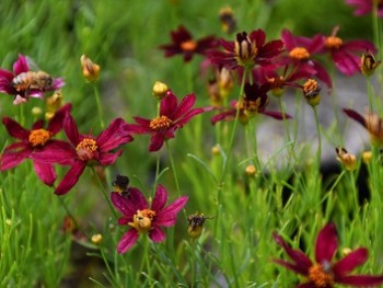 Plante-Vivace-Coreopsis-'Ruby-Red'