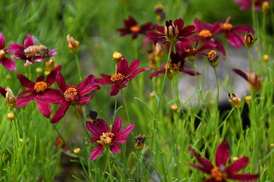 Plante-Vivace-Coreopsis-'Ruby-Red'