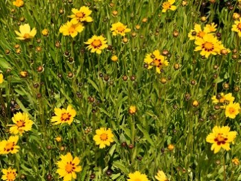 Plante-Vivace-Coreopsis-sternlater