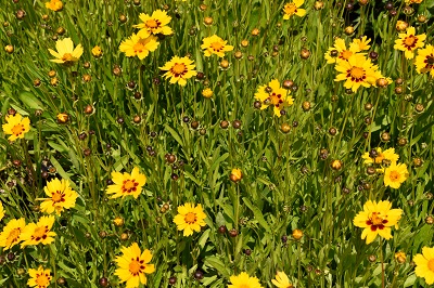 Plante-Vivace-Coreopsis-sternlater